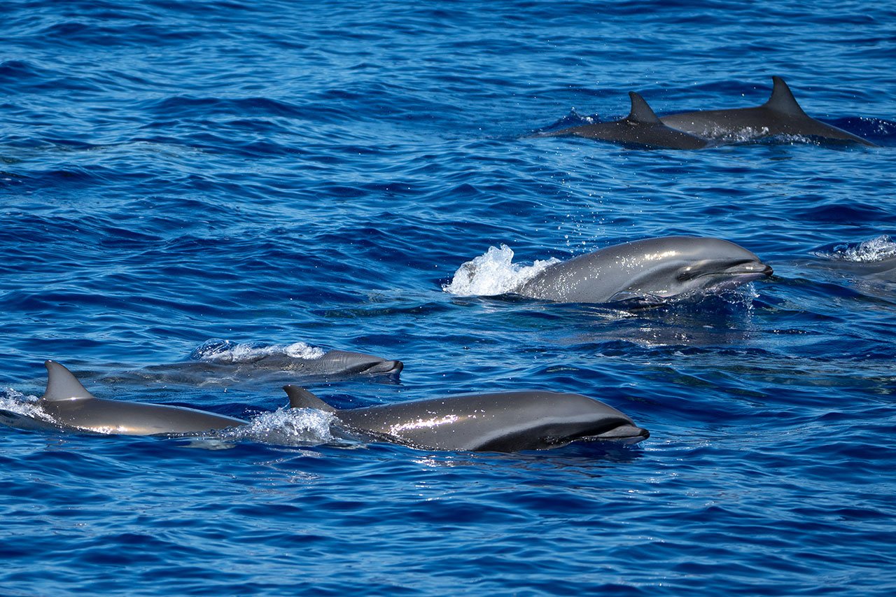 dauphins-de-fraser-04.jpg