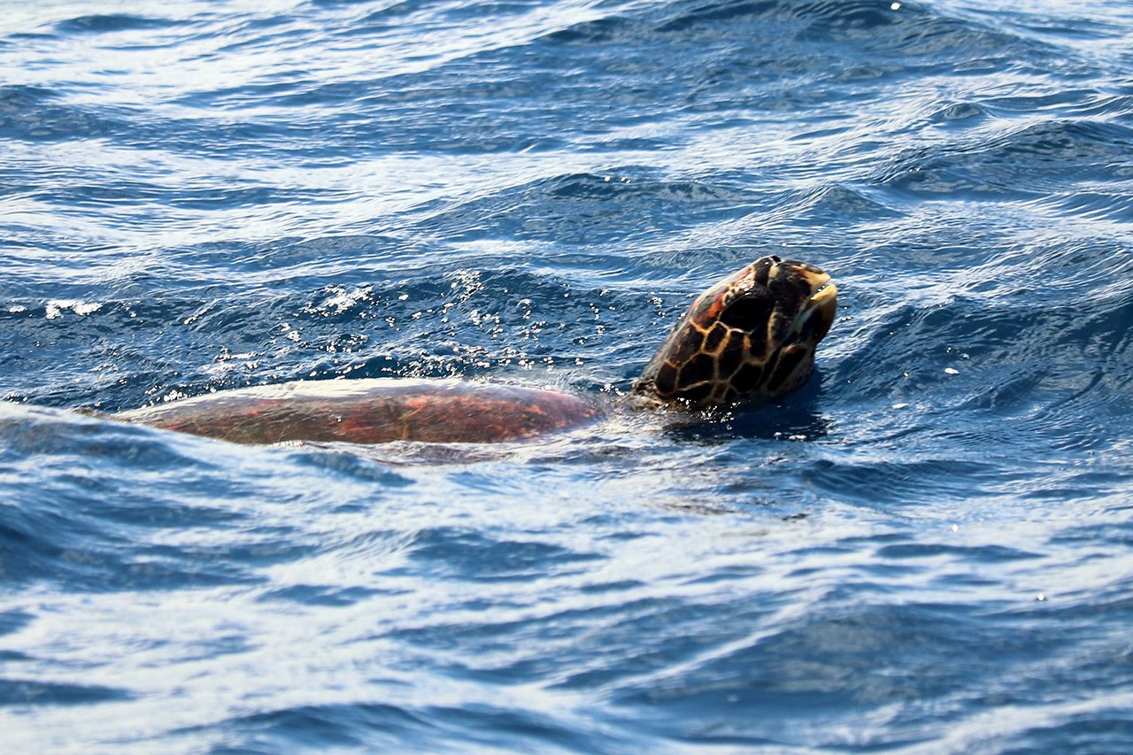 tortues-reunion-1.jpg